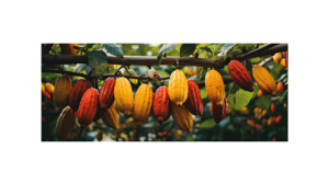 cocoa pods hanging on a cocoa tree