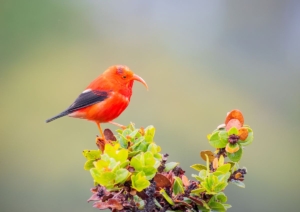 Depositphotos_502619958_L-‘I‘iwi-aka-Hawaiian-honeycreeper-Drepanis-coccinea-Vestiaria-coccinea-photo-by-satheesh.rajh@gmail.com_