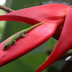 Green Gecko on Red Flower
