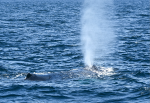 Humpback Whale Air Spout