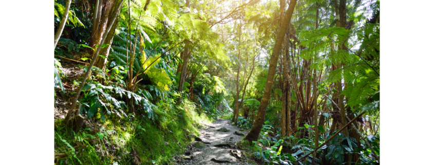 Kilauea Iki Trail down into the crater