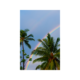 Rainbow and palm trees