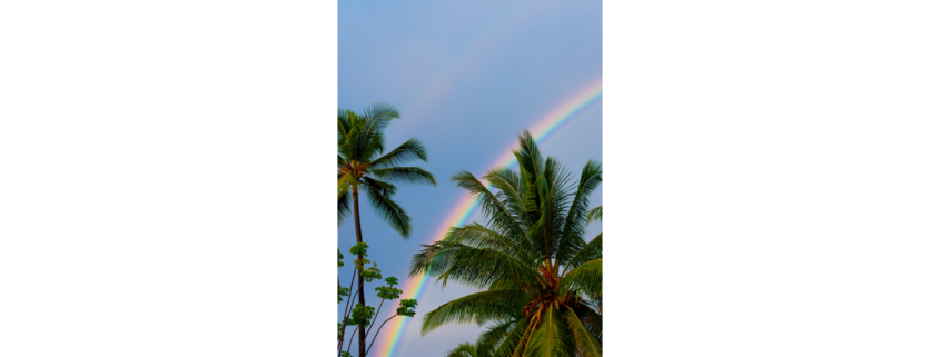 Rainbow and palm trees