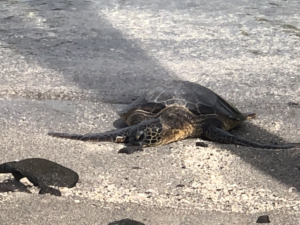 Sea Turtle Resting on a Beach