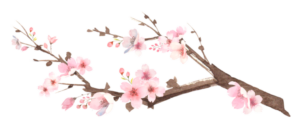 Waimea Arts Council Cherry Branch cherry blossom festival