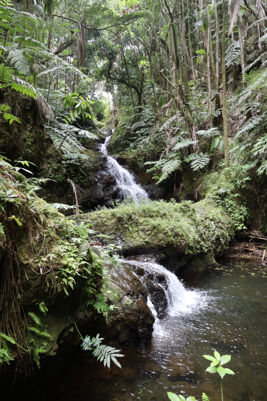 Explore Hawaii Tropical Bioreserve and Garden: A Botanical Paradise on ...