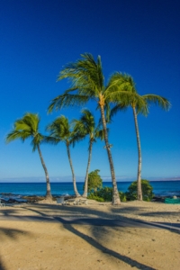 Palm trees blowing in the wind by the ocean under a blue sky