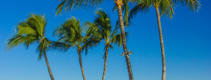 Palm trees blowing in the wind by the ocean under a blue sky by Kona vacation home rentals