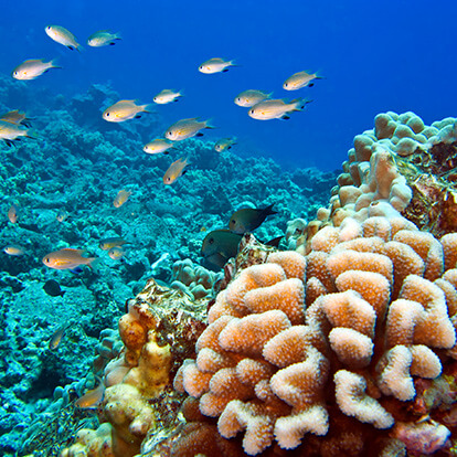 Coral Reef in Hawaii