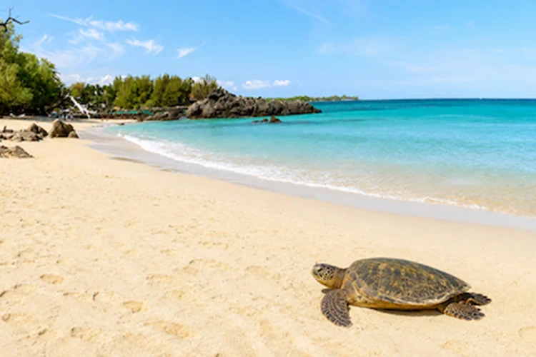 Green sea turtle resting on the sand at Honokōhau Beach in Kona, Hawaii