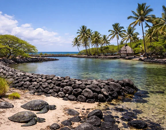 Green sea turtles resting on the shore of Kaloko-Honokohau National Historical Park with ancient Hawaiian fishpond and palm trees in Kona, Hawaii