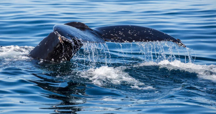 Humpback whale tail fluke rising out of the ocean off the coast of Kona, Hawaii