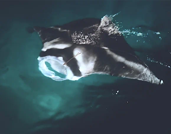 manta ray swimming