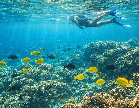 person snorkeling on the reef