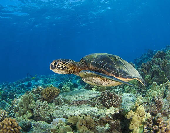sea turtle swimming