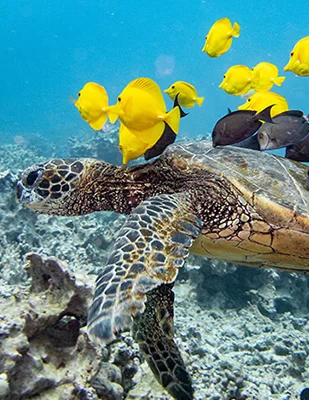 Sea turtle swimming with fish Sea turtle swimming with fish