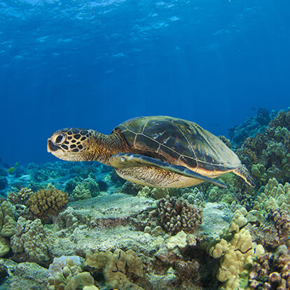 Sea Turtle swimming in Hawaii