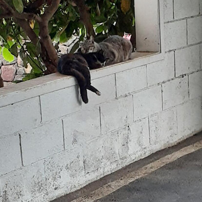 Cats of Kona Snuggling