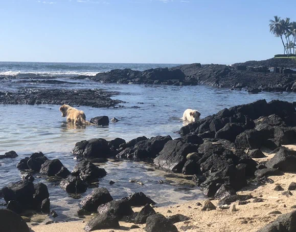 Two dogs exploring lava rock tide pools on the Kona coast